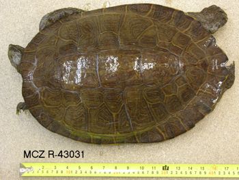 Media type: image; Herpetology R-43031